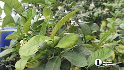 Бананы в снегах: как на юге Челябинской области пенсионеры выращивают экзотические фрукты