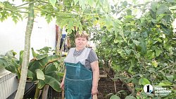 Бананы в снегах: как на юге Челябинской области пенсионеры выращивают экзотические фрукты