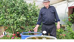 Бананы в снегах: как на юге Челябинской области пенсионеры выращивают экзотические фрукты