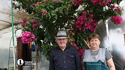 Бананы в снегах: как на юге Челябинской области пенсионеры выращивают экзотические фрукты