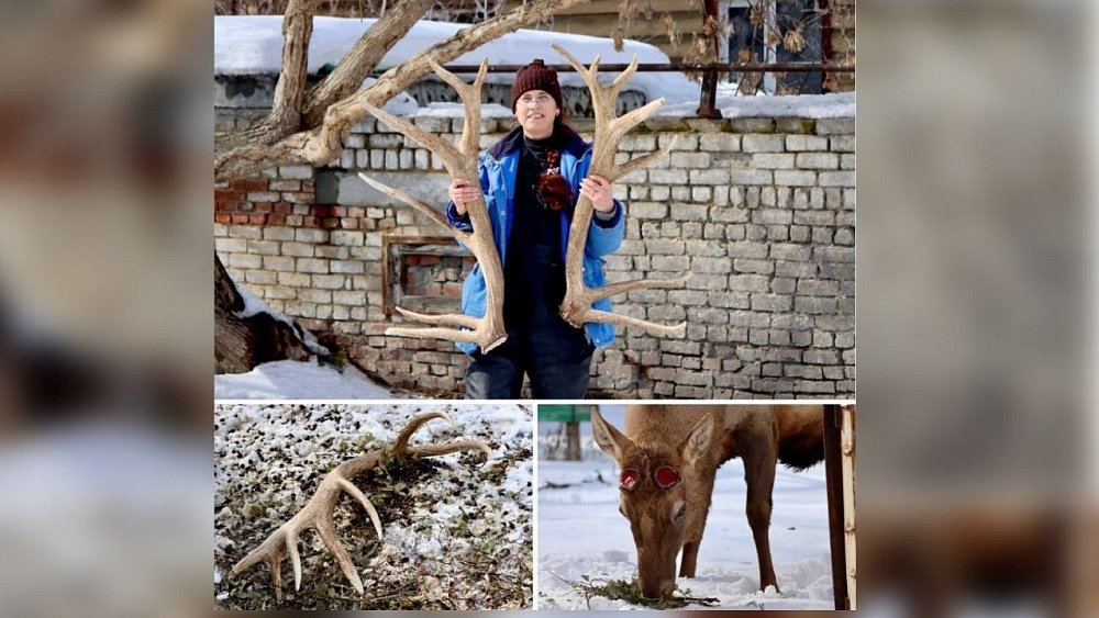 В челябинском зоопарке рассказали, как марал сбросил 10‑килограммовые рога