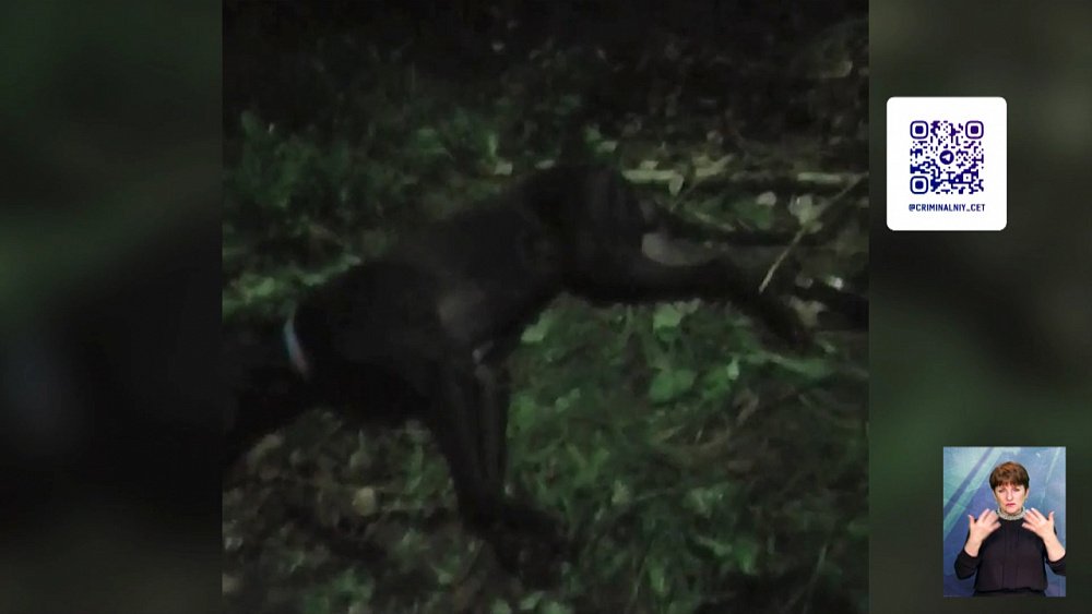 Челябинка судится с заводом из-за смерти пса