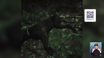 Челябинка судится с заводом из-за смерти пса