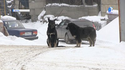 Определен подрядчик по отлову безнадзорных собак