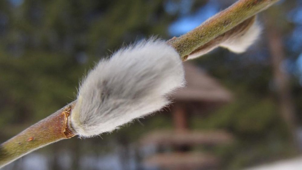 В национальном парке «Таганай» зацвела верба