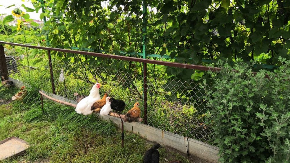 Качество продуктов и экономия денег: южноуральцы рассказали о преимуществах своего сада