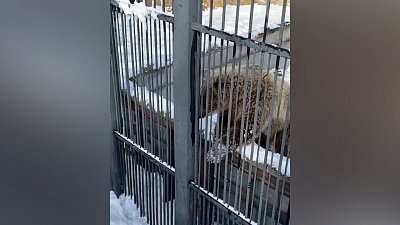 Шкода занялась уборкой снега: видео из Челябинского зоопарка