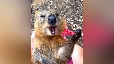 Мех и смех: запредельный вкус, здоровое питание и снежный аттракцион