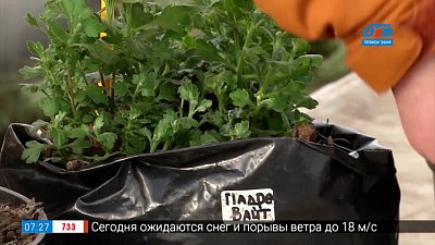 Выводим хризантемы из зимней спячки в рубрике «Руки садовода»