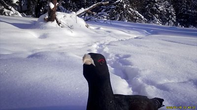 Глухарь распускает хвост: видео из нацпарка «Таганай»