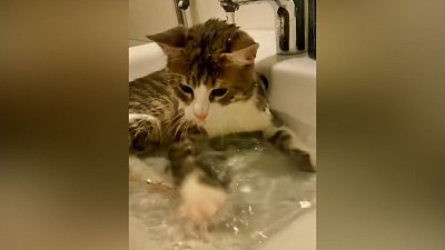 Мех и смех: забег с сосиской, вкусная картинка и водные процедуры