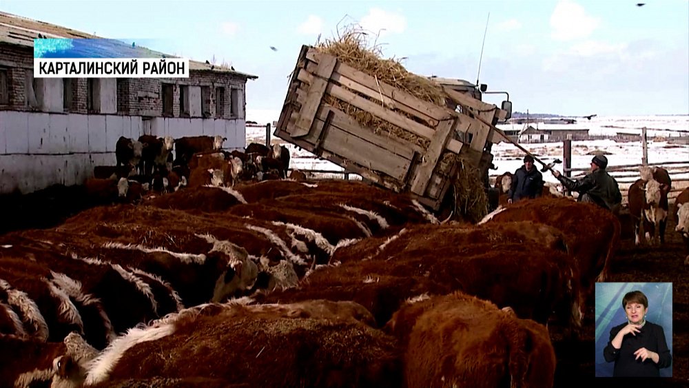 В регионе готовят свою мраморную говядину
