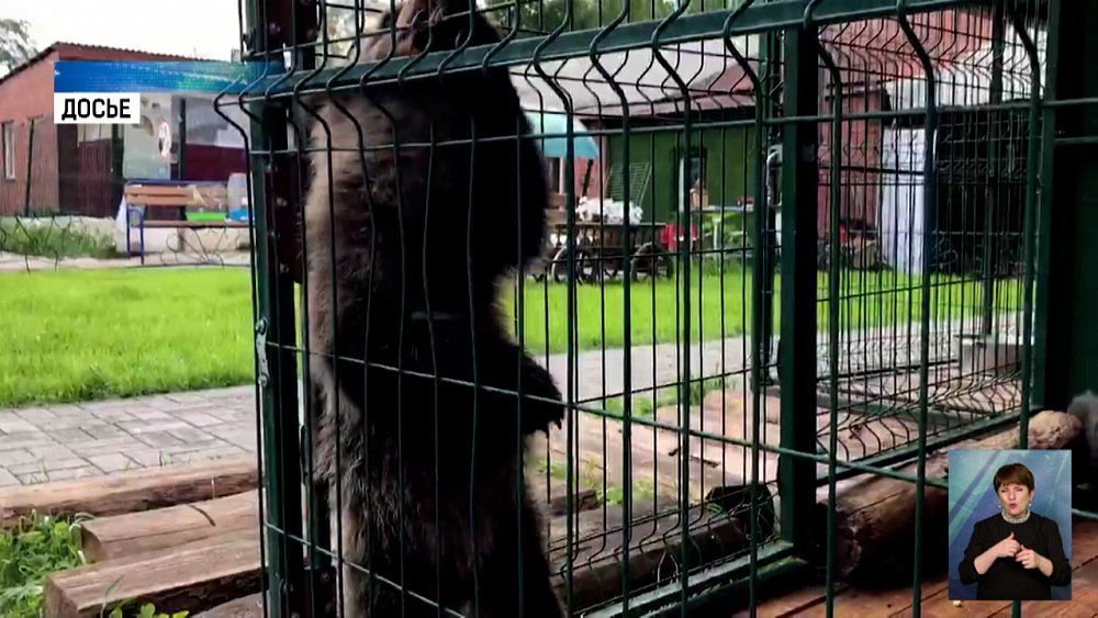 Челябинские активисты объединят зоозащитников