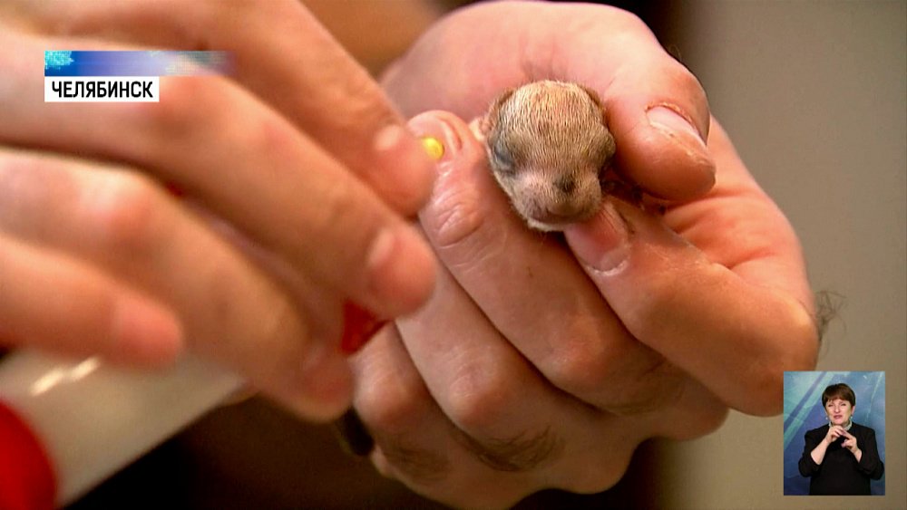 Челябинец приютил выводок бельчат