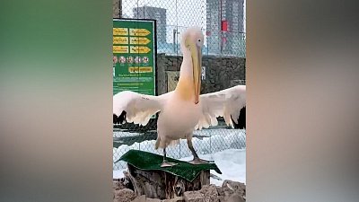 Завтрак пеликана в Челябинском зоопарке стал темой для видеоролика