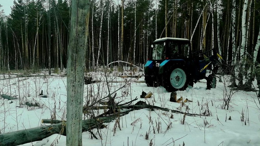 В городском бору Челябинска начали санитарную рубку