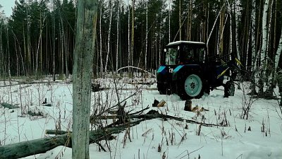 В городском бору Челябинска начали санитарную рубку