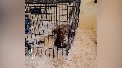 Мех и смех: стучим зубами, ластимся к малышу и рвём пуховое одеяло