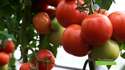 Зеленая передача 31.03.2022