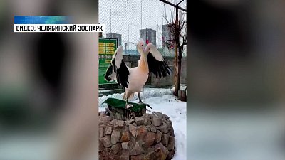 В Челябинском зоопарке пеликаны лакомятся рыбой