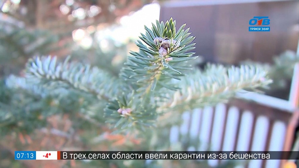 Почему хвойные горят весной? И как этого избежать в рубрике «Руки садовода»