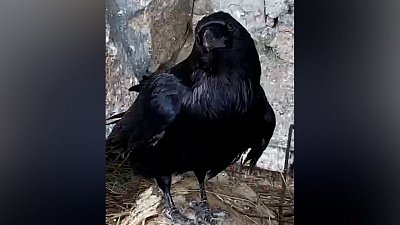 Дизайнерские потуги ворона Карла сняли на видео в зоопарке Челябинска