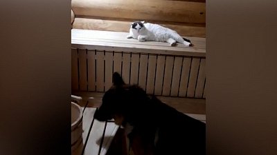 Видео: как Мурзик и Басик в бане парились