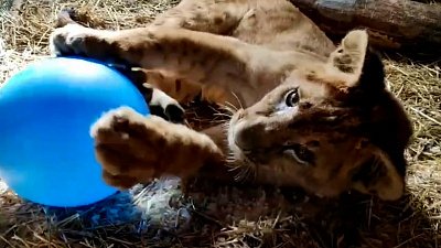 Львёнок играет с мячиком: видео Челябинского зоопарка