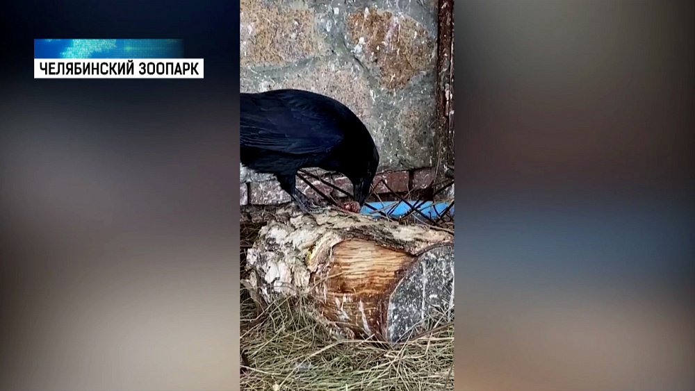 Черный ворон создает уют в клетке