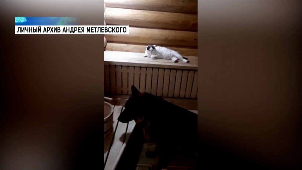 Кот Мурзик и пес Бас любят ходить в баню