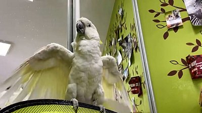 Утренний душ для попугая Жоржа попал на видео