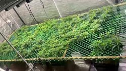 Челябинец выращивал в квартире 26 кустов конопли