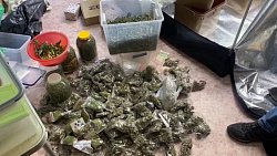 Челябинец выращивал в квартире 26 кустов конопли