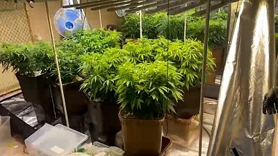 Полицейские в одной из челябинских квартир сняли на видео плантацию марихуаны