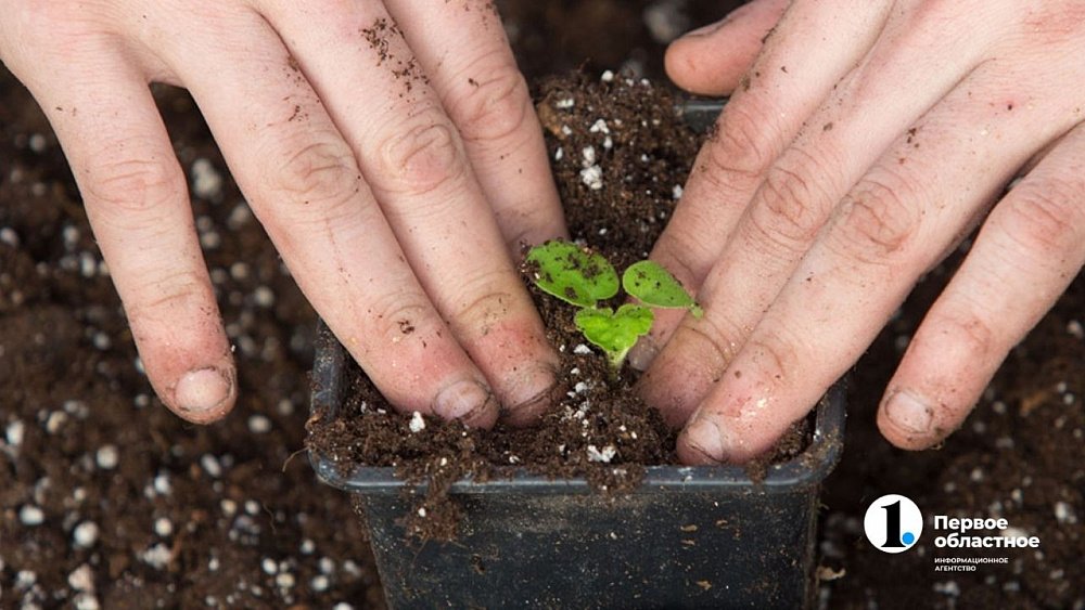 6 важных изменений, которые коснутся южноуральских садоводов