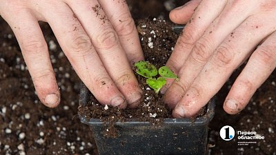 6 важных изменений, которые коснутся южноуральских садоводов