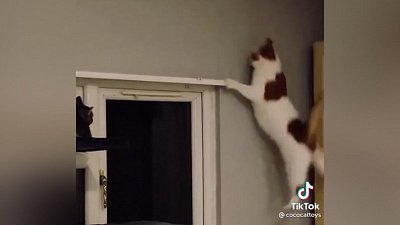 Мех и смех: отжался и упал, бесполезная суета и тройной прыжок