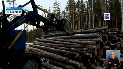 В городском бору проходит санитирная вырубка