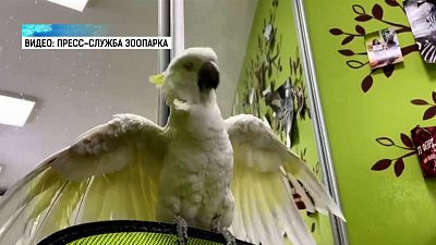 Попугай из зоопарка обожает утренний душ