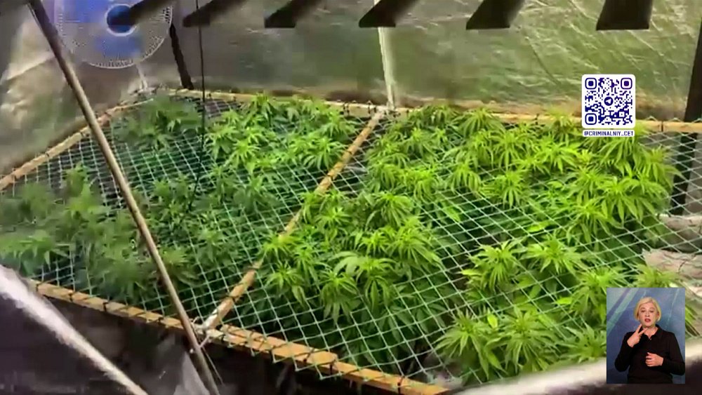 Челябинец устроил дома сад из зарещенных растений