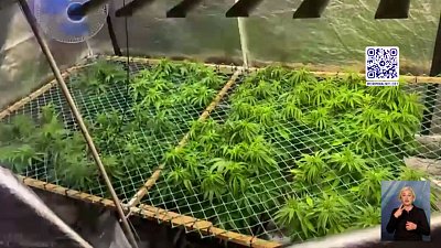 Челябинец устроил дома сад из зарещенных растений