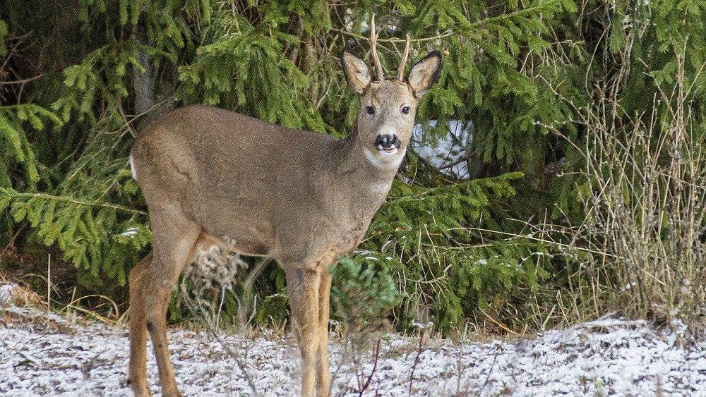 В нацпарке «Зюраткуль» собака искусала косулю