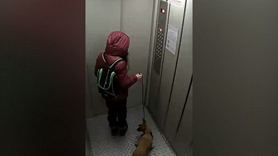В Челябинске девочка выбросила с 20-го этажа собаку: видеокамера сняла подозреваемую