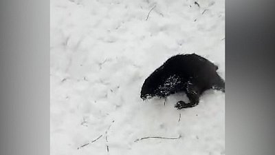 Бобр вышел на дорогу и стал героем видео в нацпарке «Зюраткуль»