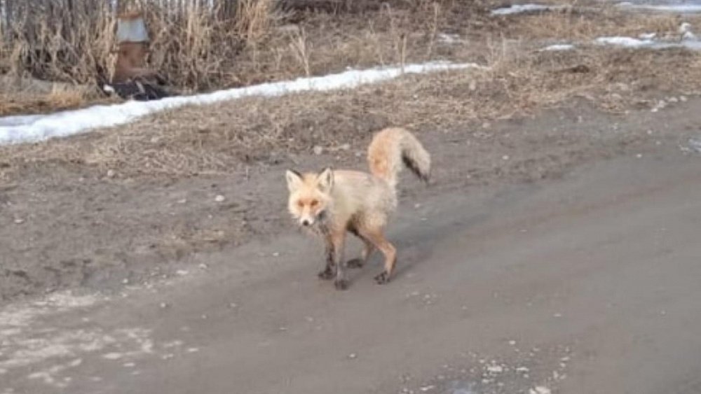 В Карталинском районе лисы выходят на улицы сел и деревень
