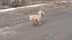 В Карталинском районе лисы выходят на улицы сел и деревень