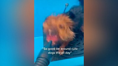 Мех и смех: чубакка и пылесос, бассейн для селезня и чемпион по чиханию