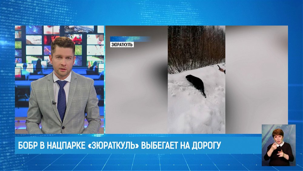 Бобр в нацпарке «Зюраткуль» выбегает на дорогу