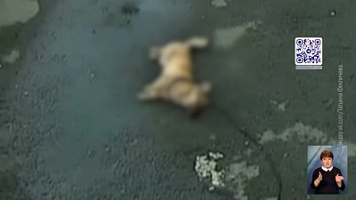 Школьница сбросила собаку с 20-го этажа