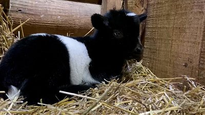 Видео трёх новорождённых козлят опубликовал Челябинский зоопарк